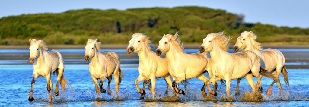 The Camargue is a great place to go when visiting Provence